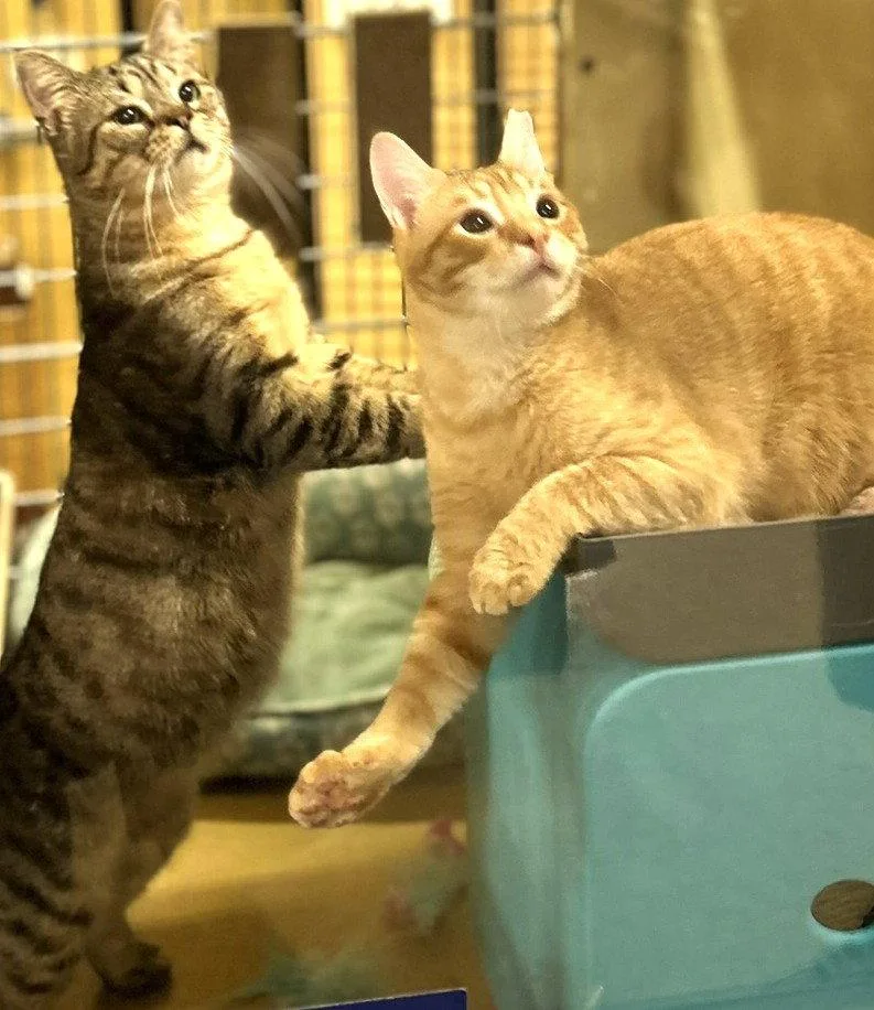 Winston & Puck Bonded thumbnail 3
