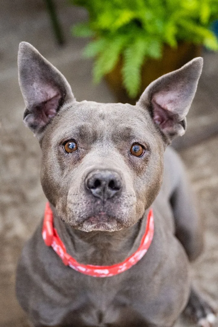 Blue  Medical thumbnail 2