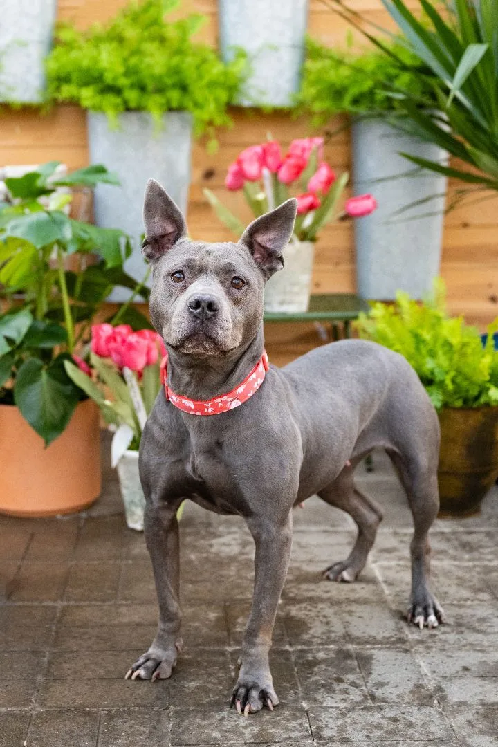 Blue  Medical thumbnail 4