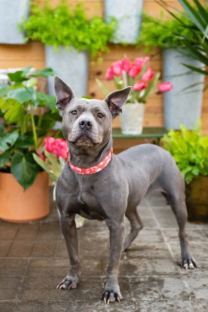 Blue  Medical thumbnail 5