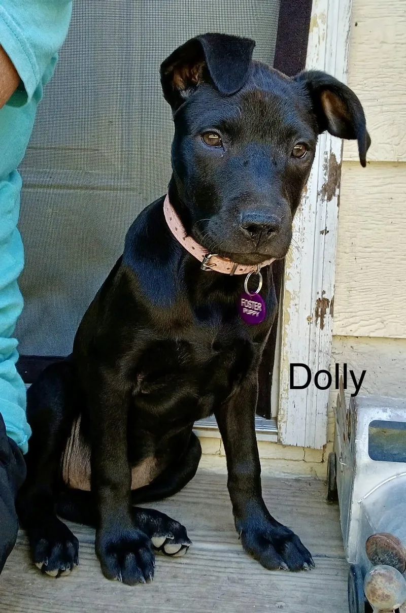 Dolly