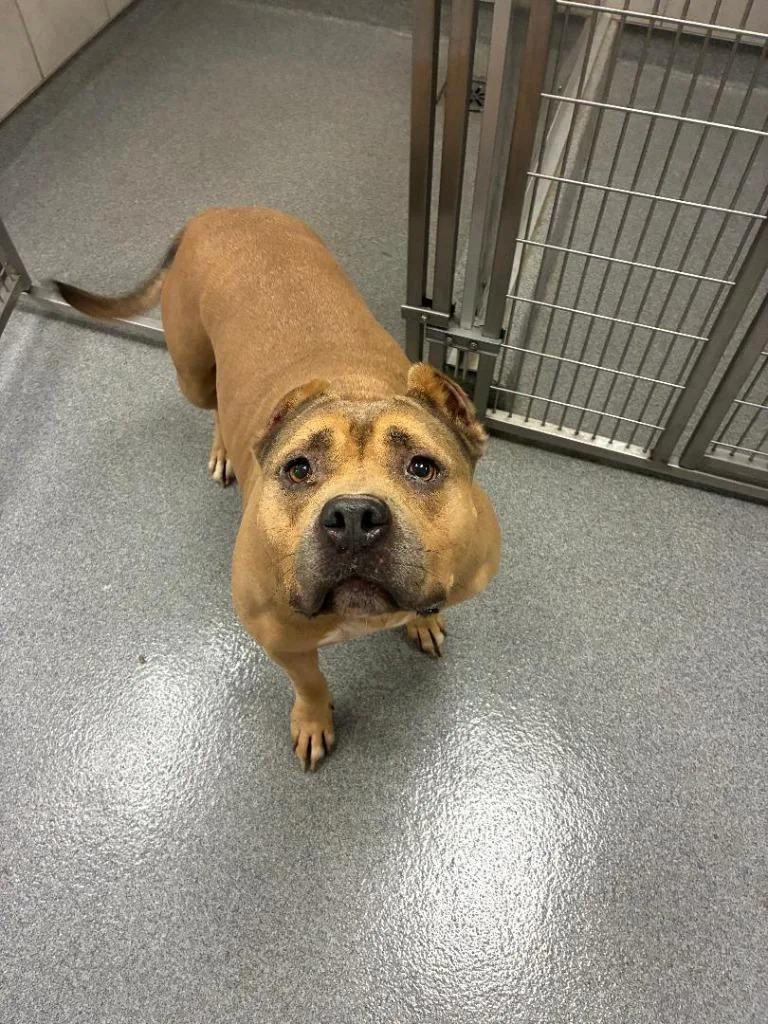 An adult large-sized female Bull Terrier dog named Taryn Yrly for adoption in Sidney, OH