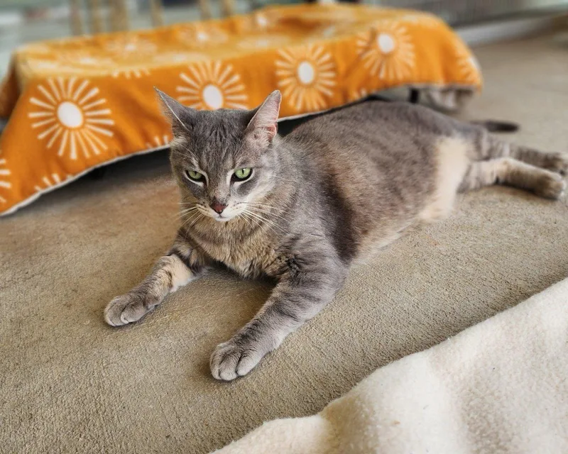 An adult medium-sized male Tabby (Gray / Blue / Silver) Domestic Short Hair cat named Augustus for adoption in Raleigh, NC
