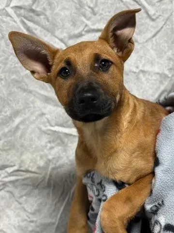 A baby large-sized female German Shepherd Dog dog named Lilah for adoption in Morton Grove, IL