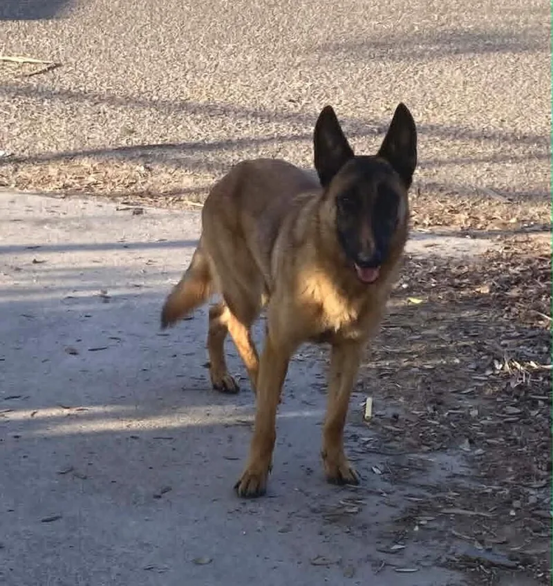 A young medium-sized female Tricolor (Brown, Black, & White) Belgian Shepherd / Malinois dog named Flower Patch Daisy  for adoption in Imlay City, MI