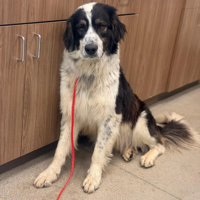 An adult large-sized male Black Great Pyrenees dog named Khaleb for adoption in Sand Springs, OK