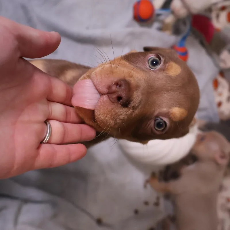 A baby small-sized male Pit Bull Terrier dog named Fry for adoption in Avon, OH