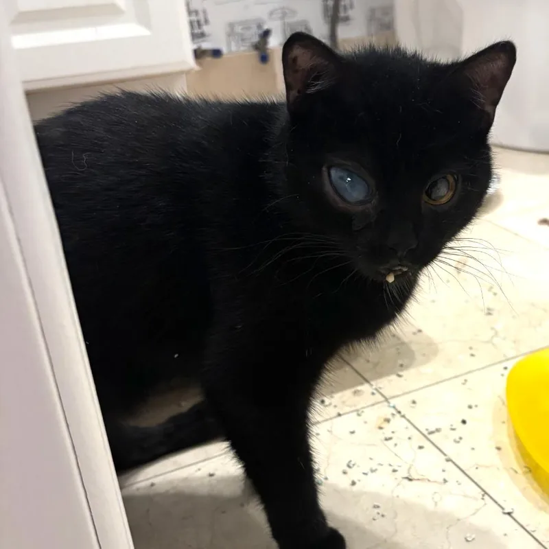 An adult medium-sized female Black Domestic Short Hair cat named Poppy for adoption in Middle Village, NY