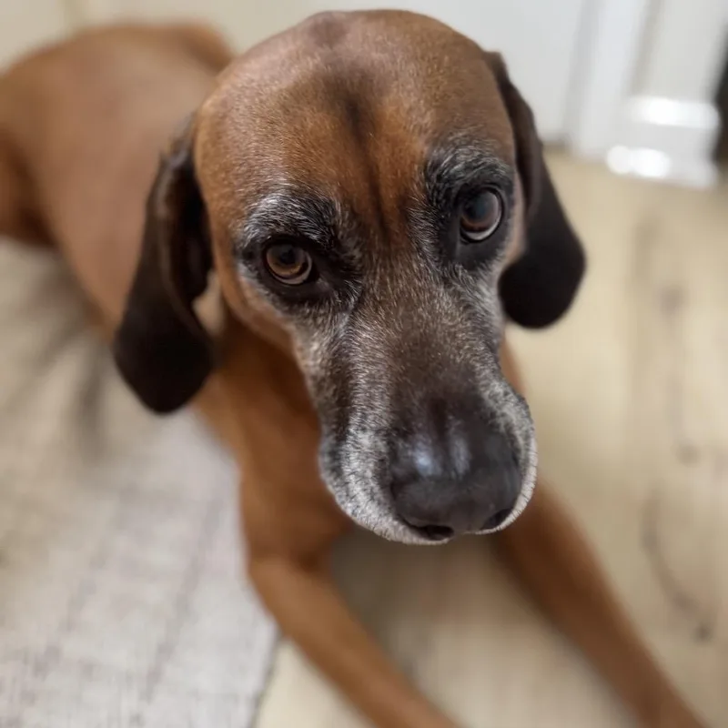 A senior large-sized male Red / Chestnut / Orange Redbone Coonhound dog named Burnie for adoption in Summerfield, NC