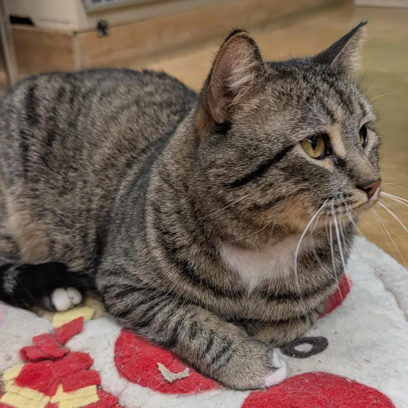 A young large-sized male Domestic Short Hair cat named Maximus for adoption in Thayne, WY