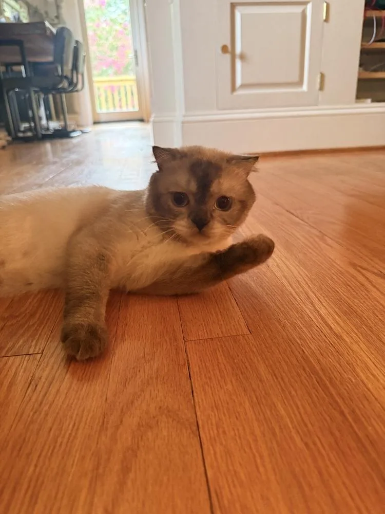 A young medium-sized male Scottish Fold cat named Kot Kot for adoption in Vienna , VA