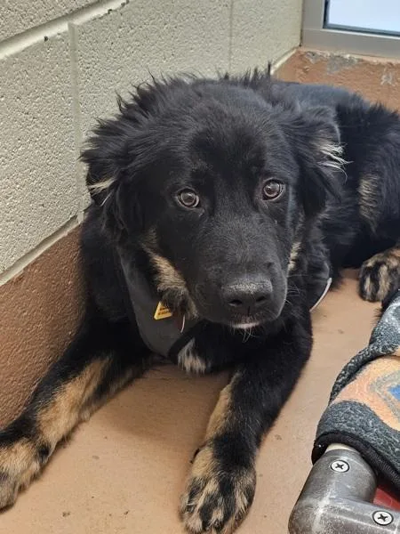A young medium-sized male Shepherd dog named Napa for adoption in Kennewick, WA