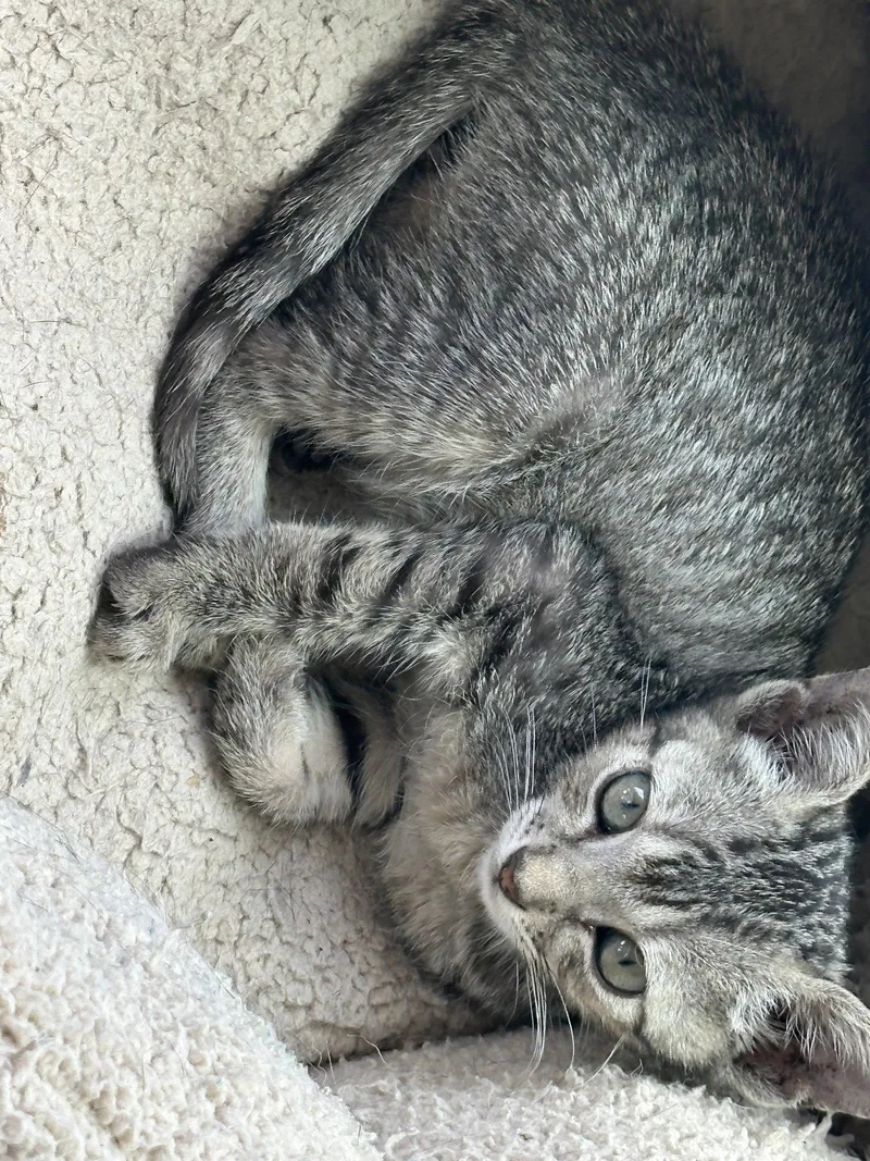 A young medium-sized female Domestic Short Hair cat named Daniela for adoption in Virginia Beach, VA