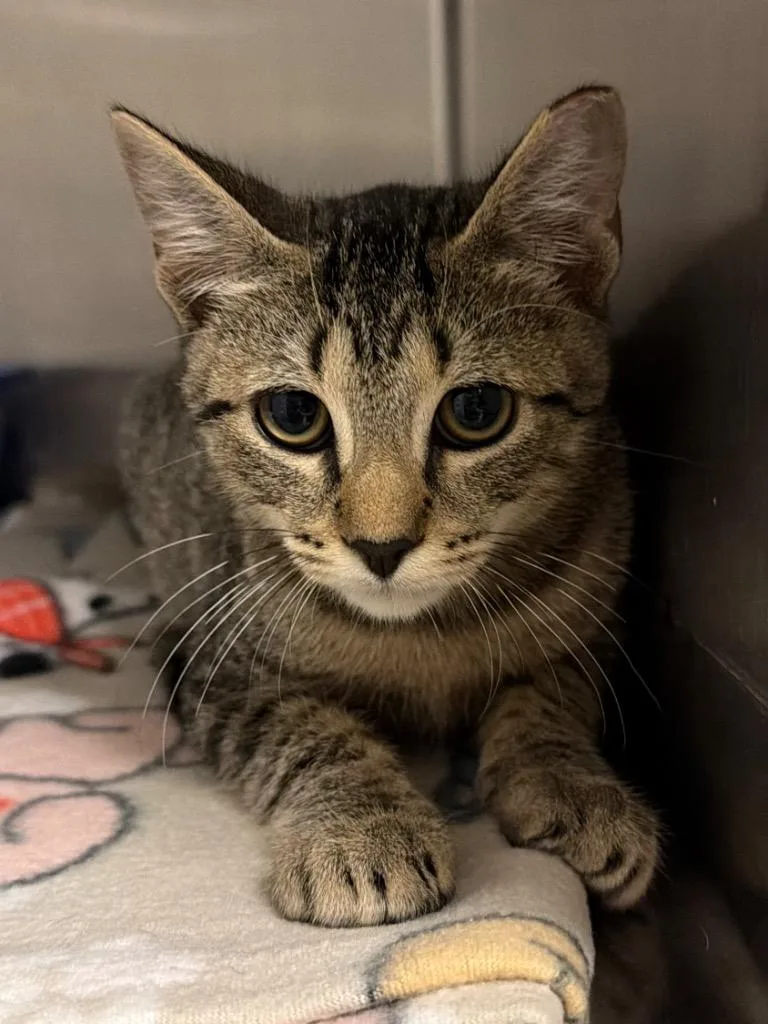 A baby small-sized male Domestic Short Hair cat named Kiwi for adoption in Ocala, FL