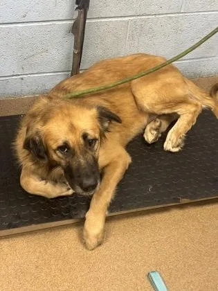 An adult large-sized male Mixed Breed dog named Inkwell Pen for adoption in Chamblee, GA