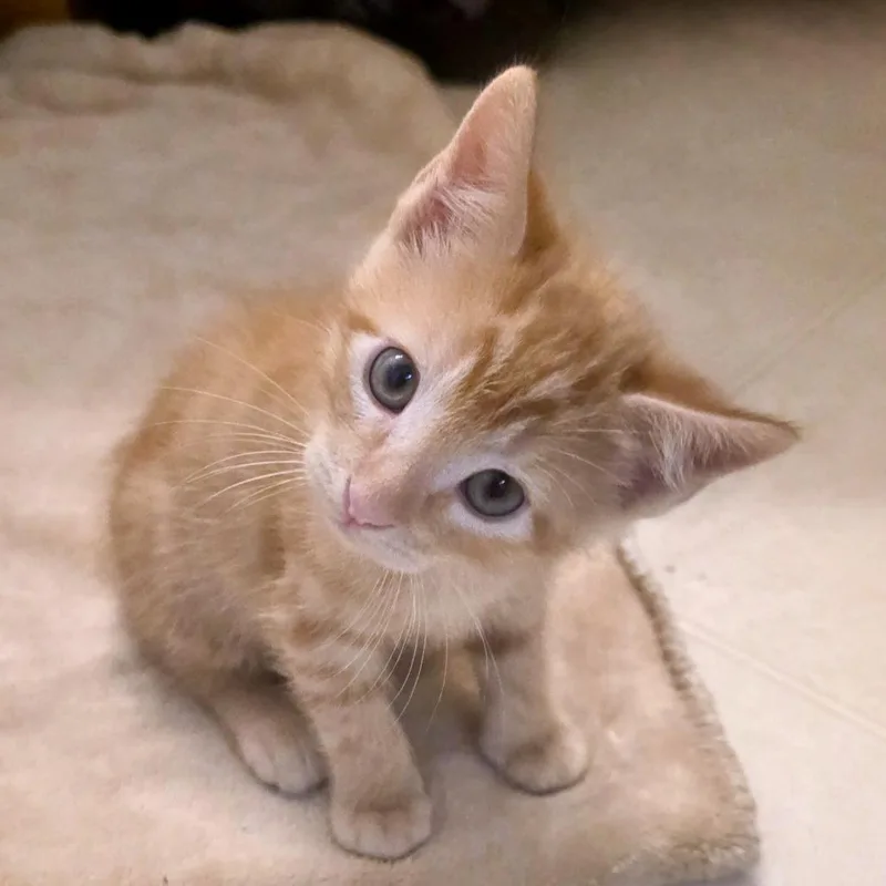 A baby small-sized male Orange / Red Domestic Short Hair cat named Lost Pines for adoption in Austin, TX