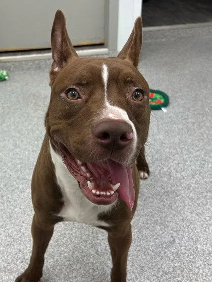 An adult large-sized male Pit Bull Terrier dog named Cocoa for adoption in Elmira, NY