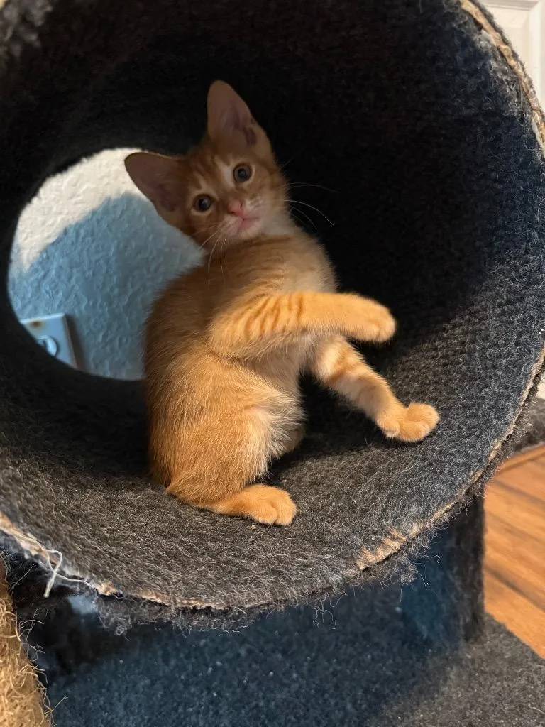 A baby small-sized male Domestic Short Hair cat named Creamsicle for adoption in Orlando, FL