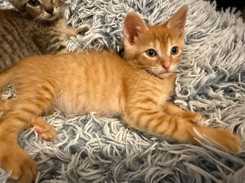 Creamsicle thumbnail 3