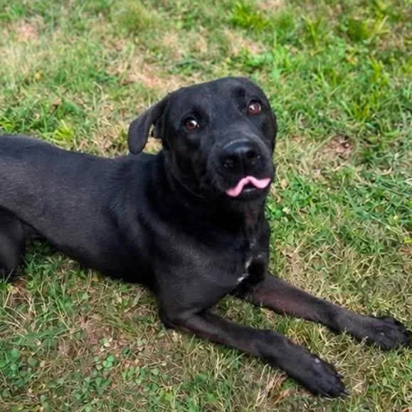 A young medium-sized male Black Labrador Retriever dog named Sonny for adoption in Zuni, VA
