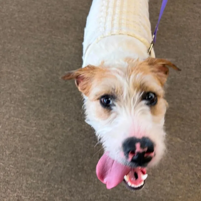 An adult medium-sized female White / Cream Poodle dog named Bella for adoption in Goltry, OK