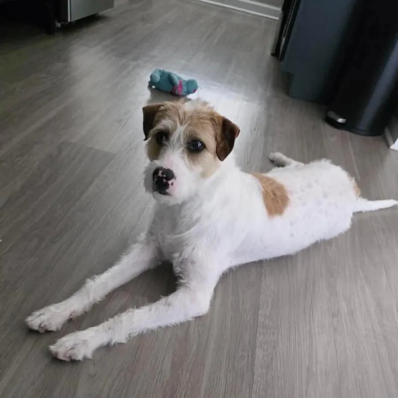 Bella thumbnail 2