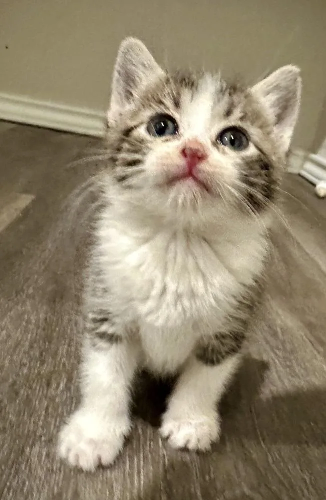 A baby small-sized female Gray & White Domestic Short Hair cat named Dottie Bea for adoption in Shawnee, OK