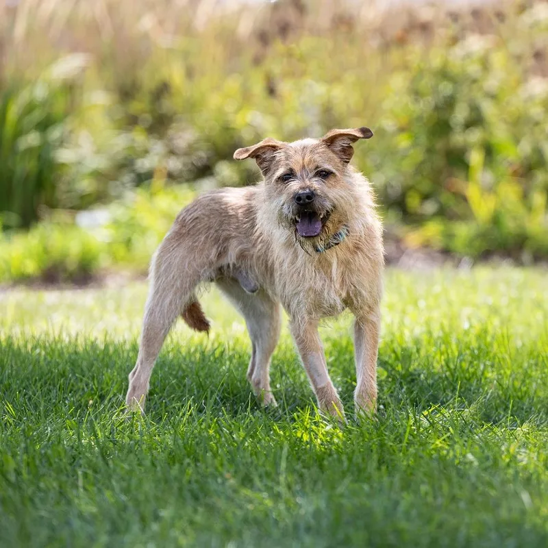 An adult medium-sized male Chow Chow dog named Brutus for adoption in Council Bluffs, IA