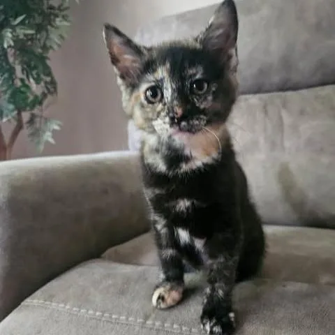 A baby medium-sized female Tortoiseshell Domestic Medium Hair cat named Felicity for adoption in Reading, PA