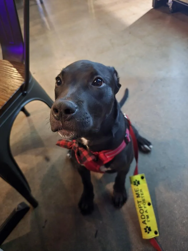 Dog Marley thumbnail 2