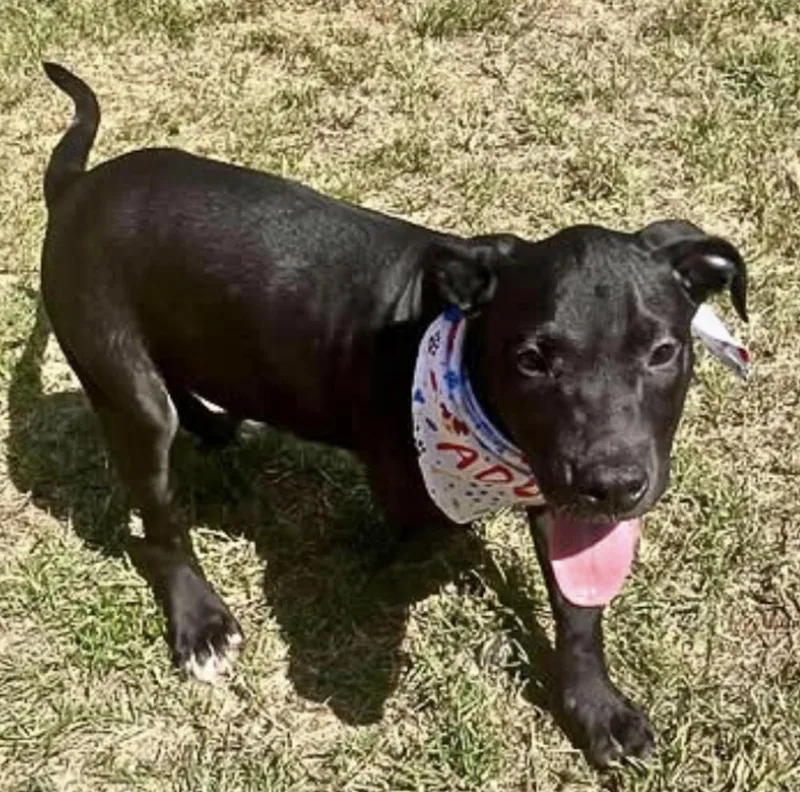 Dog Marley thumbnail 3