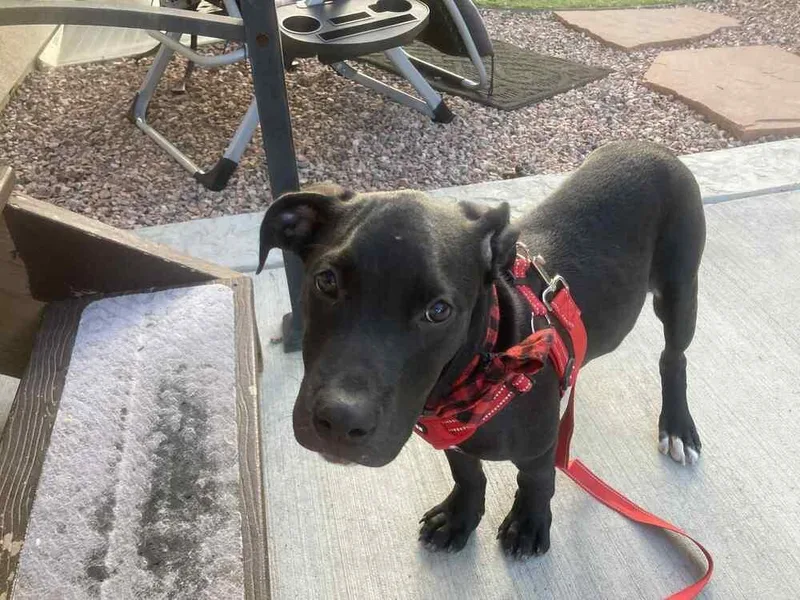 Dog Marley thumbnail 4