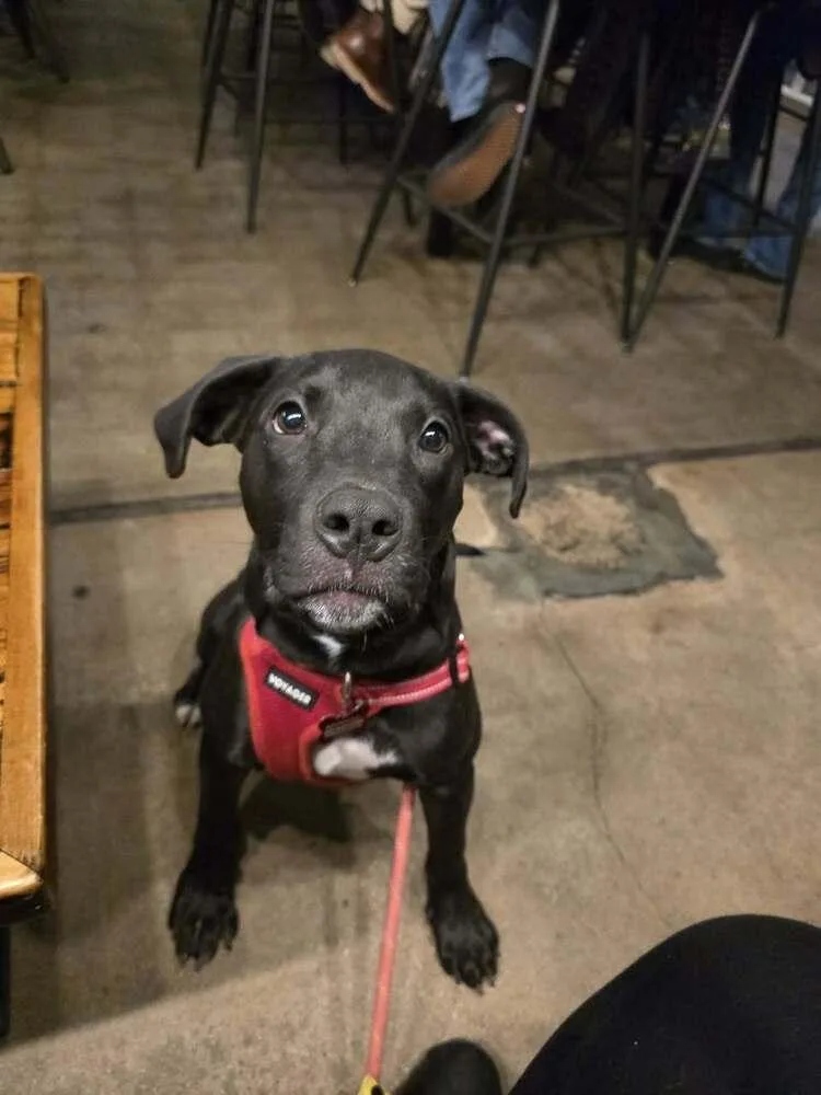 Dog Marley thumbnail 5