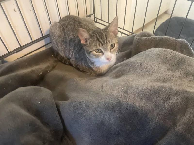 A baby small-sized female Domestic Short Hair cat named Samantha for adoption in Troy, NY