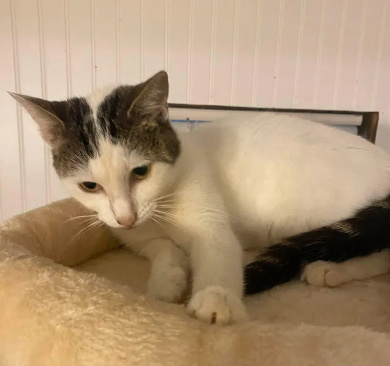 An adult medium-sized female White Domestic Medium Hair cat named Uma for adoption in Calera, AL