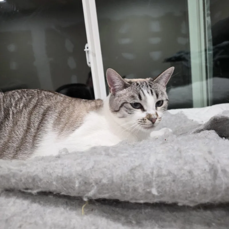 A young medium-sized female Cream / Ivory Snowshoe cat named Luna for adoption in San Jose, CA