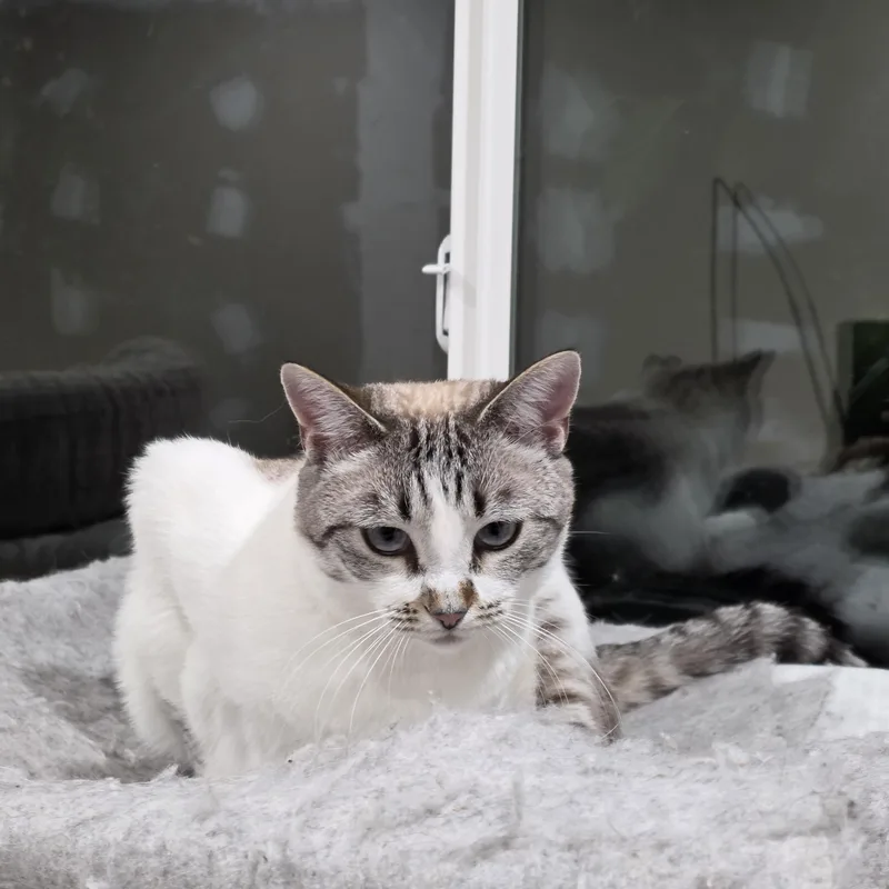 Luna thumbnail 3