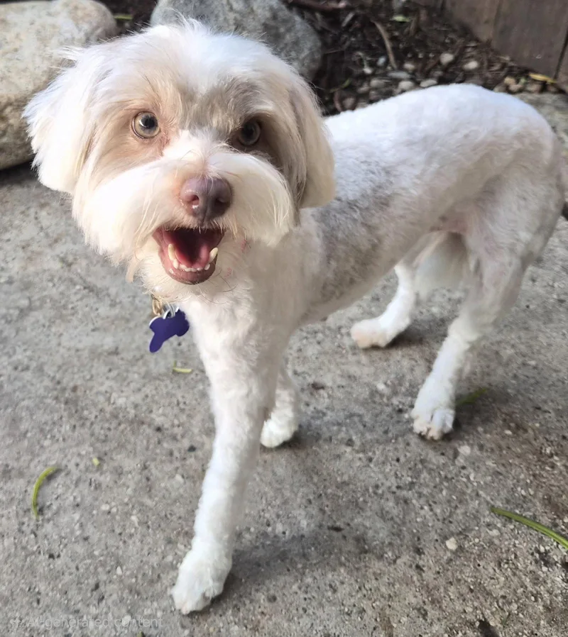 A young small-sized female Maltese dog named Mitsie for adoption in Los Angeles, CA