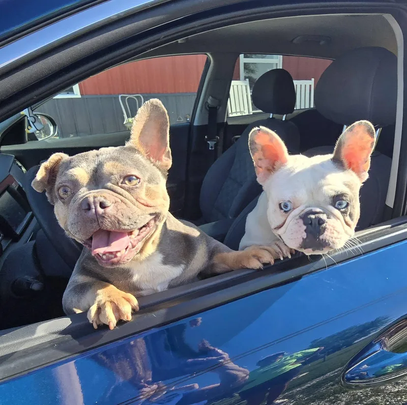 An adult small-sized female French Bulldog dog named Betty & Wilma for adoption in Mclean, IL