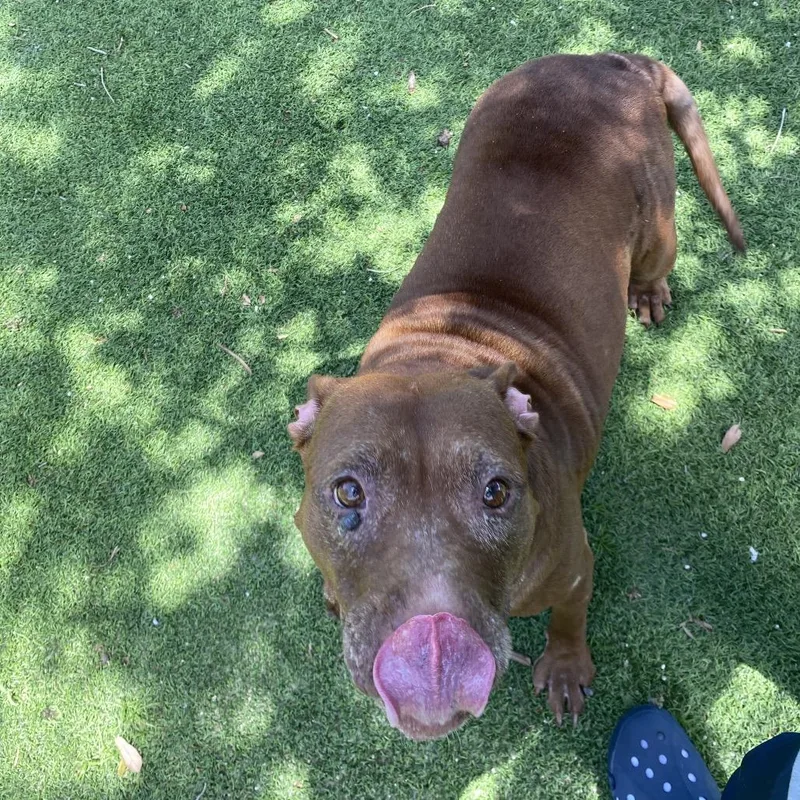 An adult large-sized female Brown / Chocolate Mixed Breed dog named Coco for adoption in LOXAHATCHEE, FL