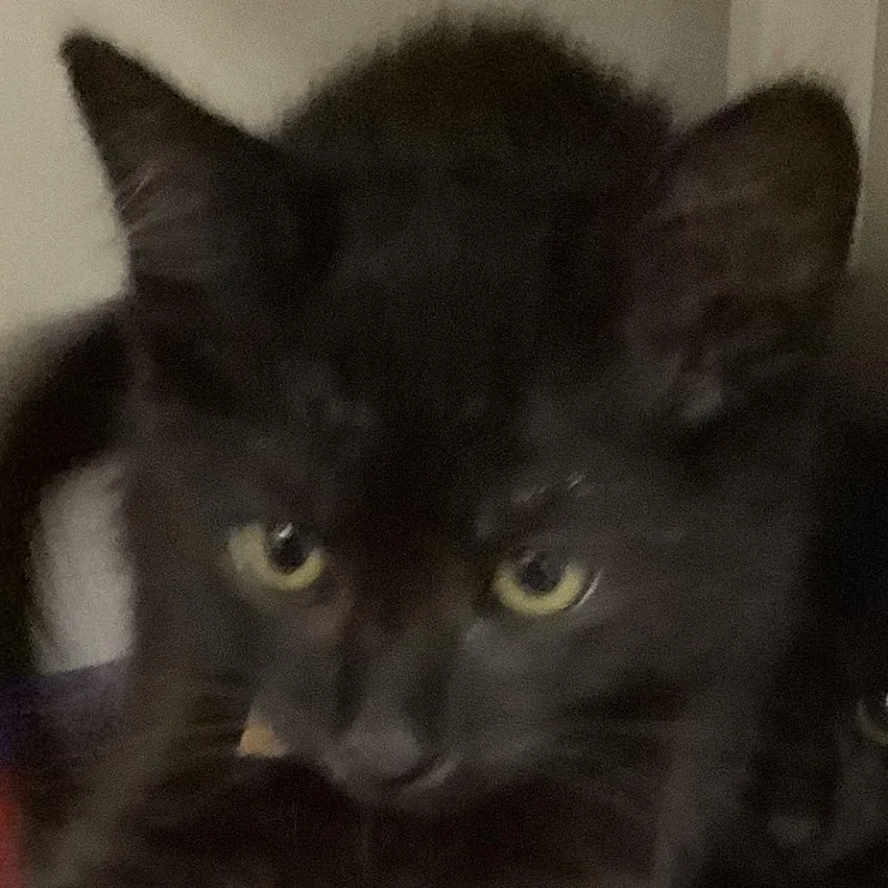A baby small-sized male Black Domestic Short Hair cat named Saturn for adoption in Redwood City, CA