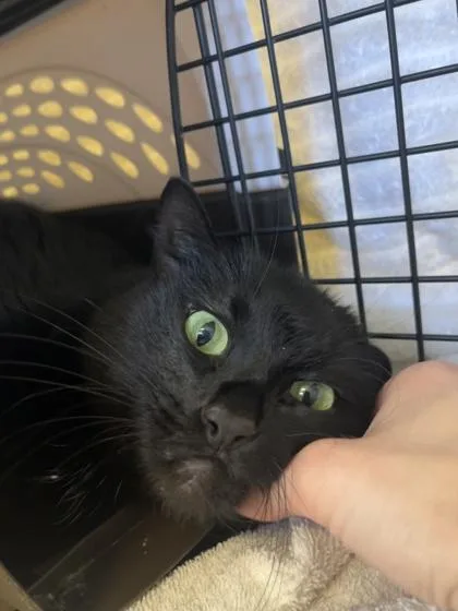 An adult extra large-sized female Black Domestic Short Hair cat named Glitching On A Zoom for adoption in Kansas City, MO