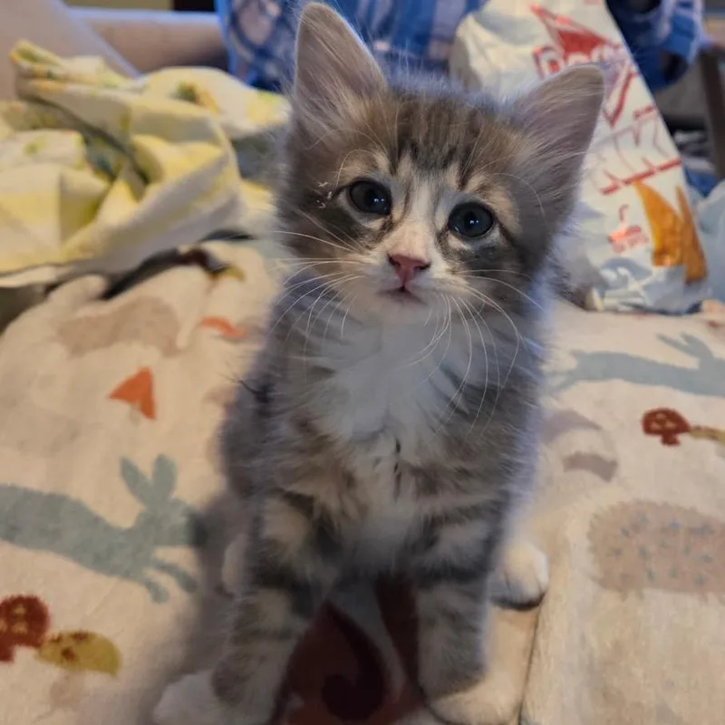 A baby small-sized female Gray / Blue / Silver Domestic Medium Hair cat named Gracie for adoption in Springfield, IL