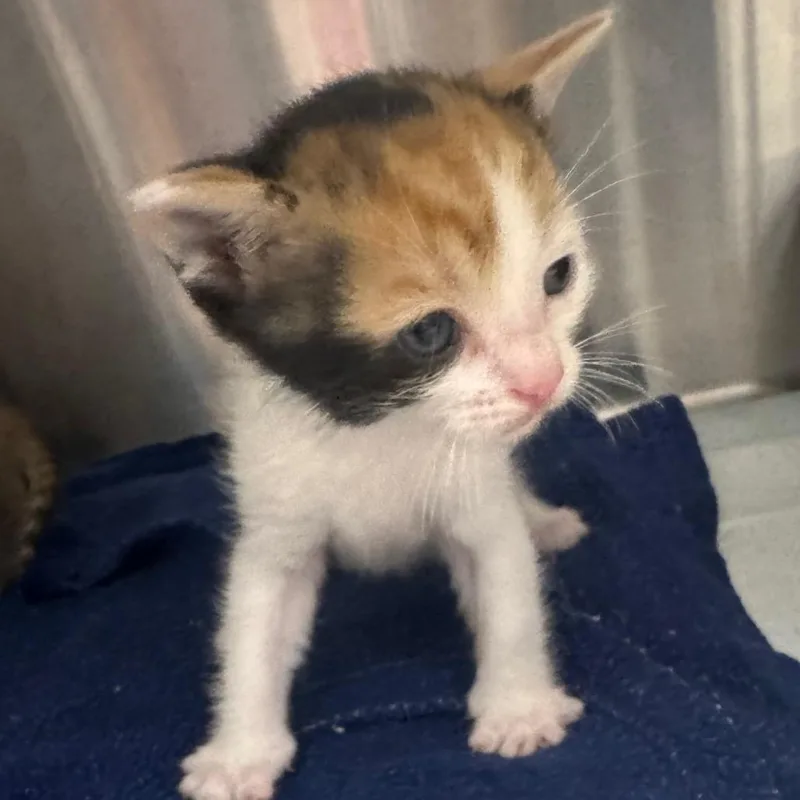 A baby small-sized female Calico Domestic Short Hair cat named Meatball for adoption in Clearwater, FL