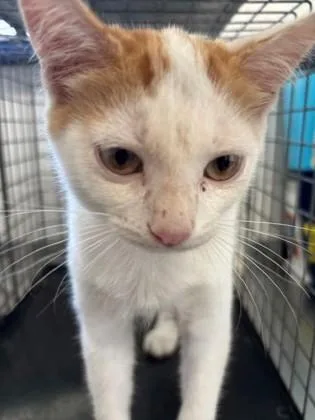 A baby small-sized male Domestic Short Hair cat named Tyler for adoption in Port Allen, LA