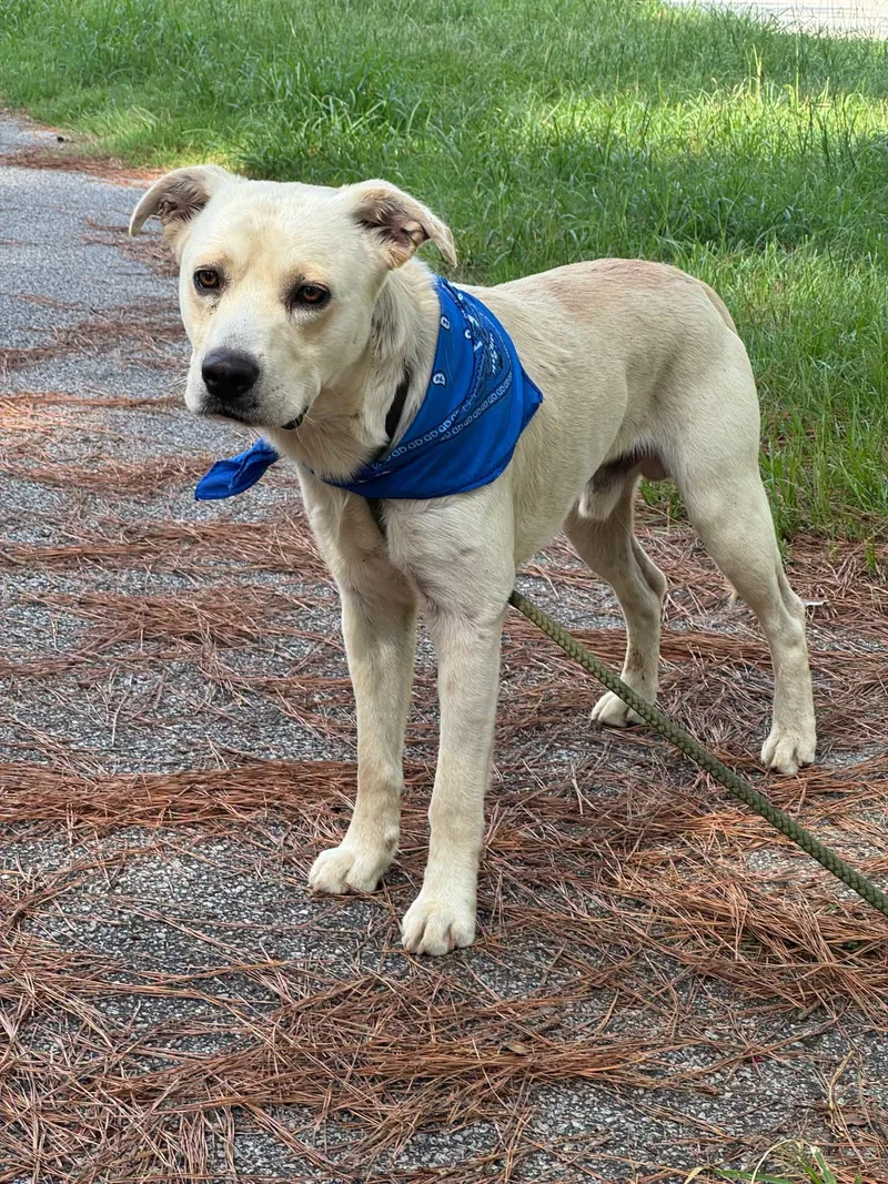 An adult medium-sized male Yellow / Tan / Blond / Fawn Yellow Labrador Retriever dog named Howie for adoption in Sumter, SC