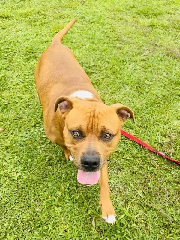 An adult large-sized male Mixed Breed dog named Hendrick for adoption in Melbourne, FL