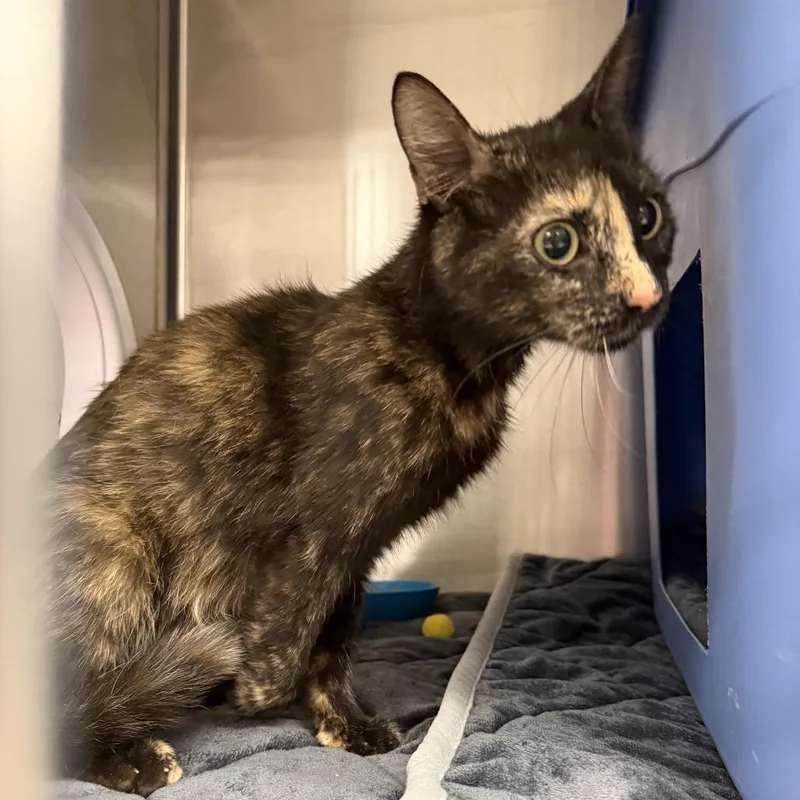 A young medium-sized female Tortoiseshell Domestic Short Hair cat named Peggyc for adoption in East Saint Louis, IL