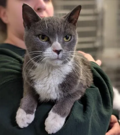 An adult medium-sized male Domestic Short Hair cat named Charlie for adoption in Fairfax, VA