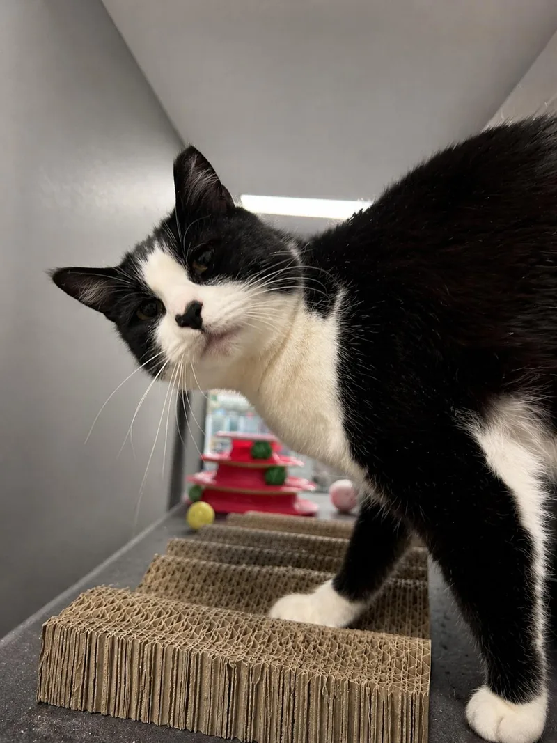 A young medium-sized male Black & White / Tuxedo Domestic Short Hair cat named Malvan Indoor Only for adoption in Stockton, CA